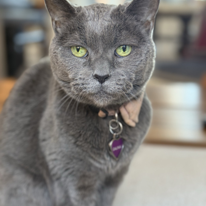 The Friendly Feline Whispurrer
