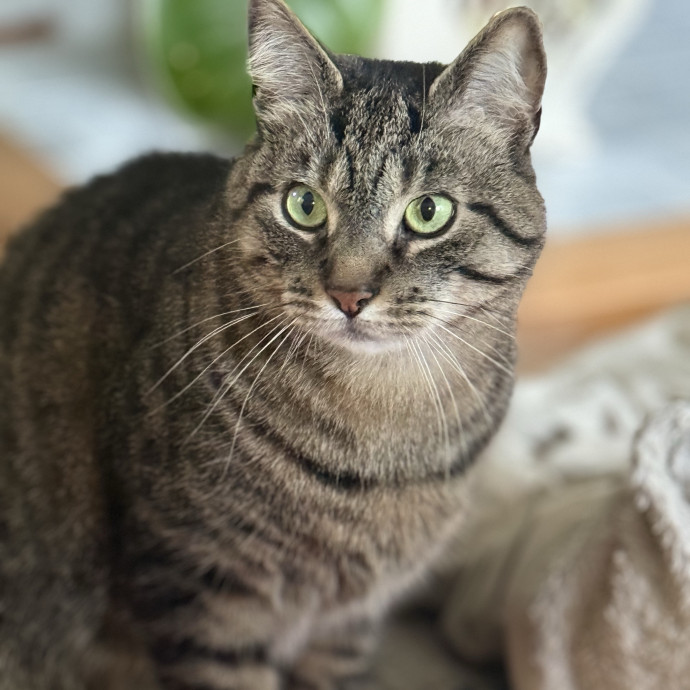 The Friendly Feline Whispurrer