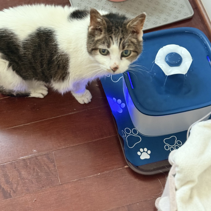 The Friendly Feline Whispurrer