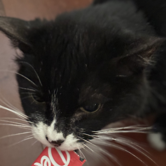 The Friendly Feline Whispurrer