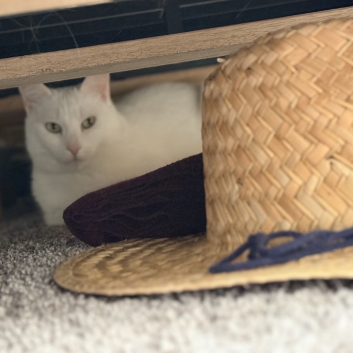 The Friendly Feline Whispurrer