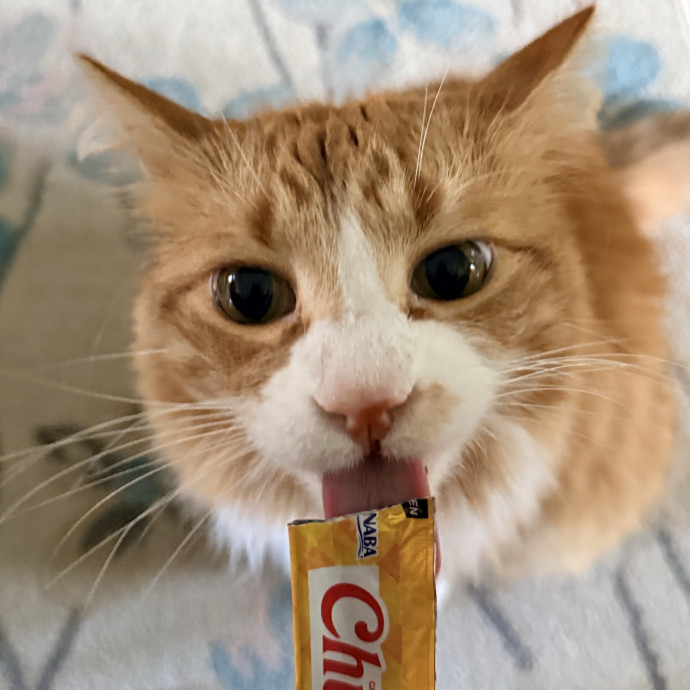 The Friendly Feline Whispurrer