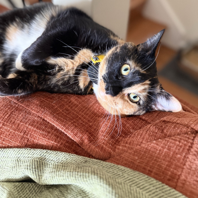 The Friendly Feline Whispurrer