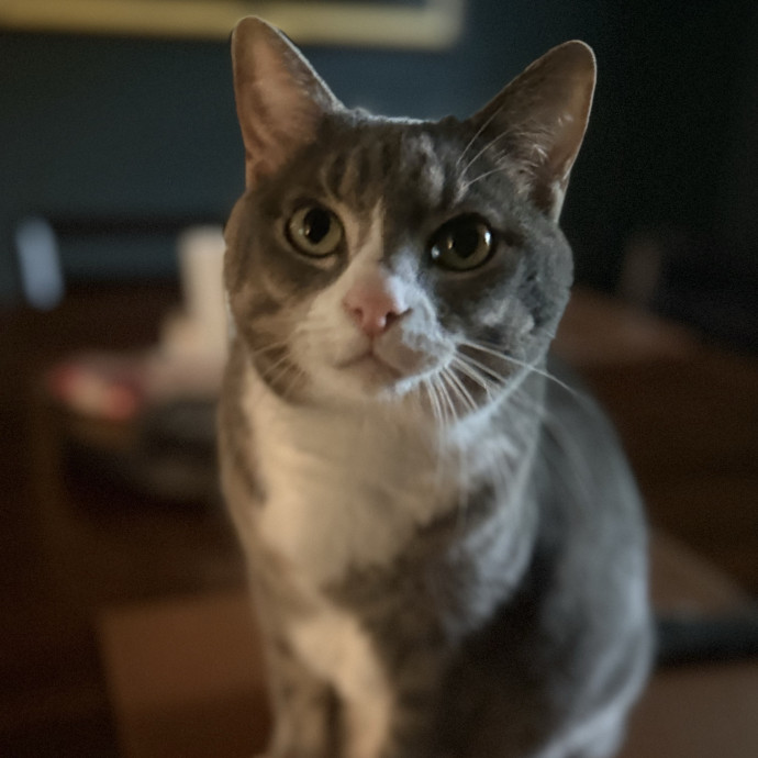 The Friendly Feline Whispurrer photo 3