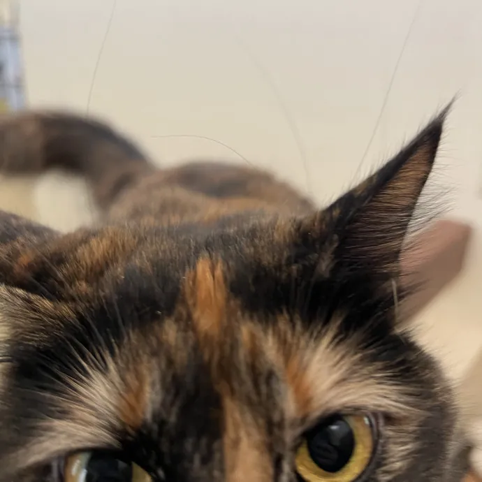 Kitty Paparazzi