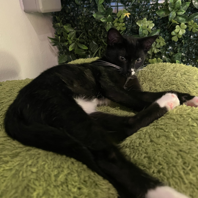 Kitty Paparazzi