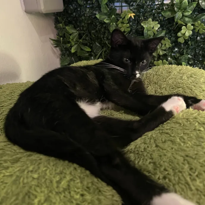 Kitty Paparazzi