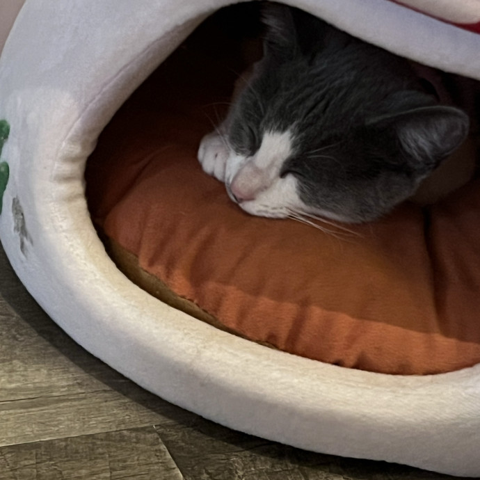 Kitty Paparazzi