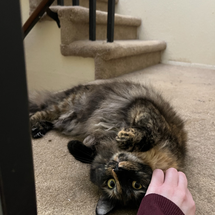 Kitty Paparazzi