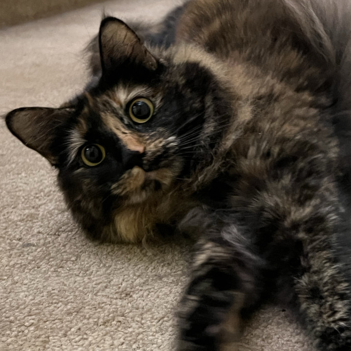 Kitty Paparazzi