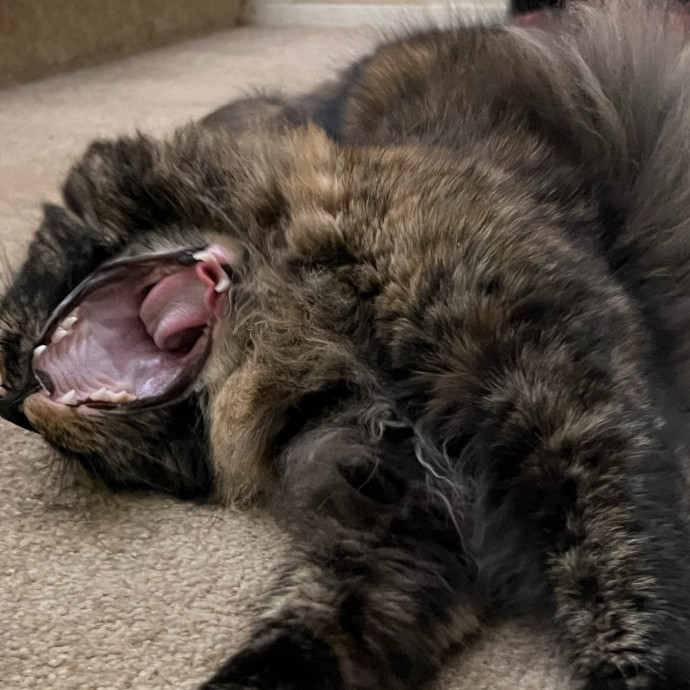Kitty Paparazzi photo 3