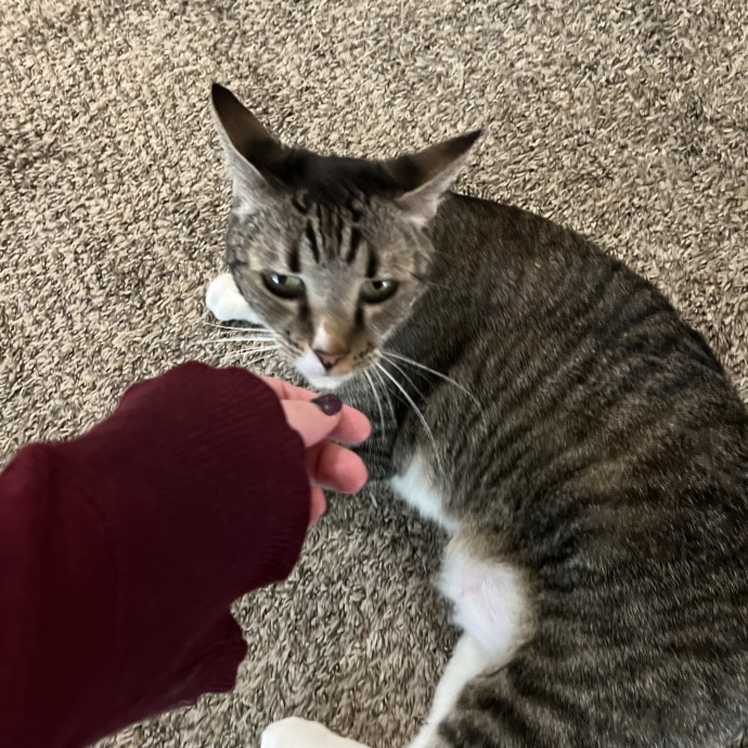 Kitty Paparazzi photo 2