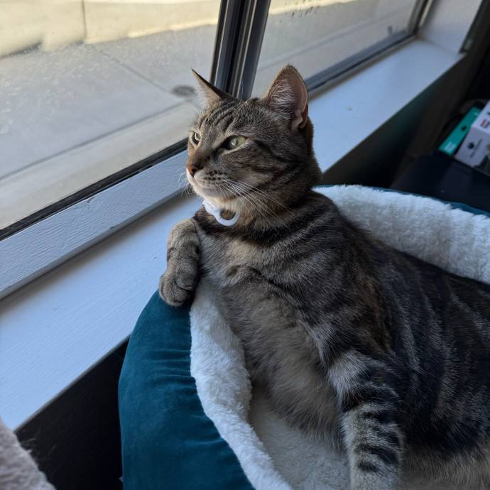 Calm And Friendly Cat Owner And Lover