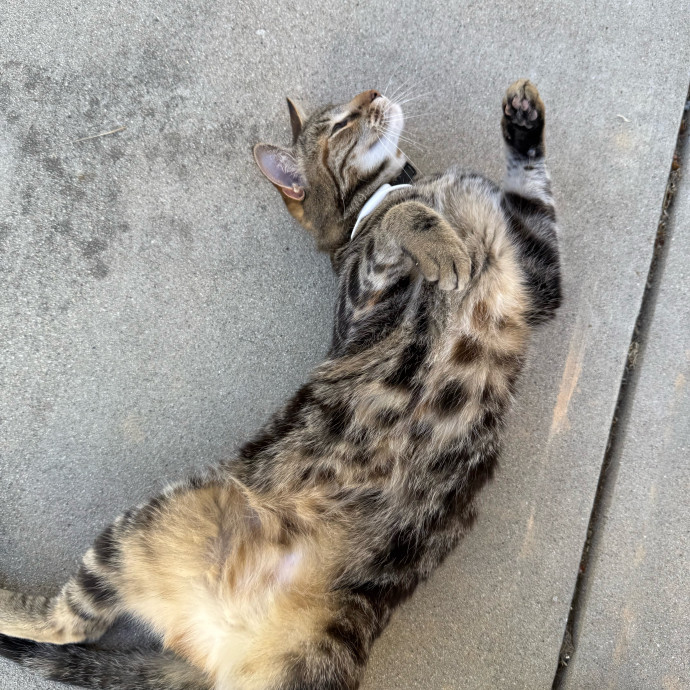 Calm And Friendly Cat Owner And Lover photo 3