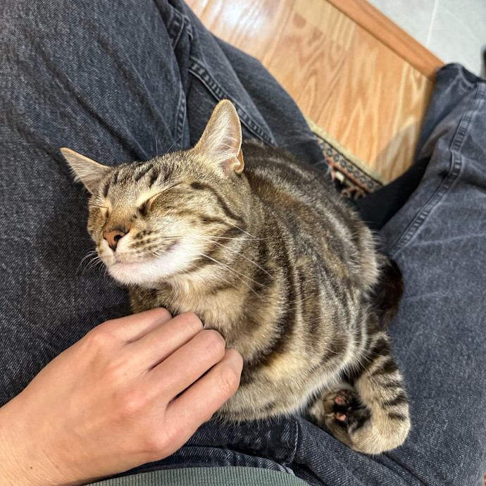 Calm And Friendly Cat Owner And Lover photo 2