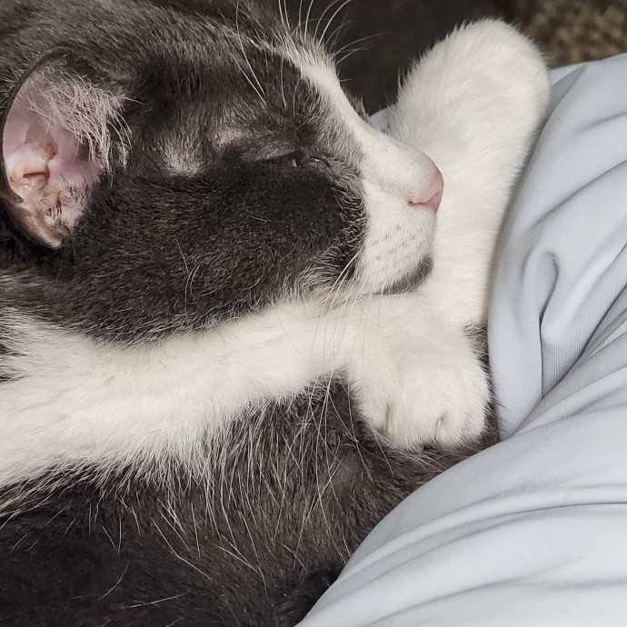 Diabetic Cat Mom With A Big Heart