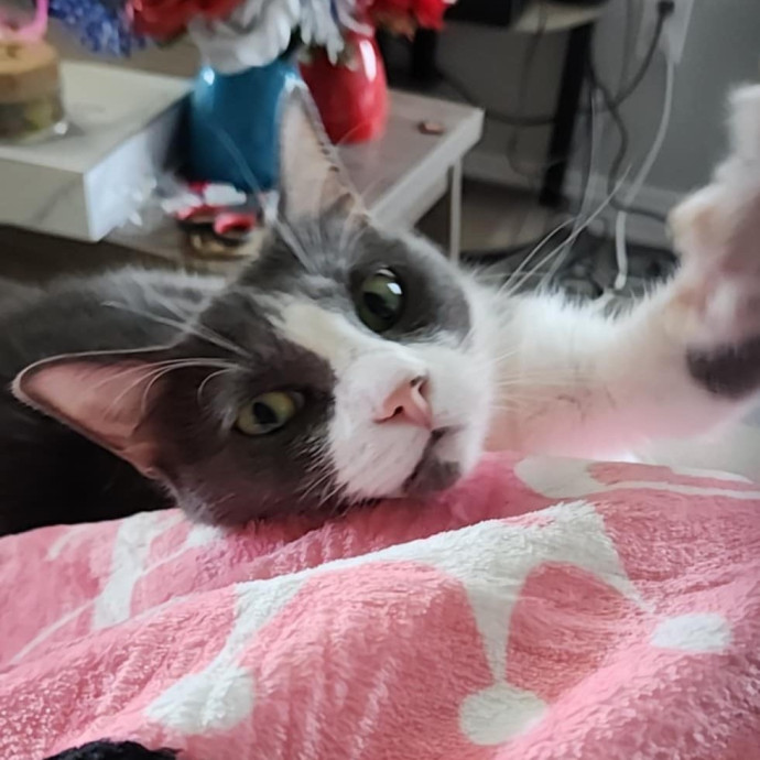 Diabetic Cat Mom With A Big Heart