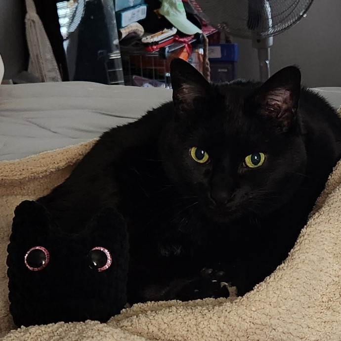 Diabetic Cat Mom With A Big Heart photo 2