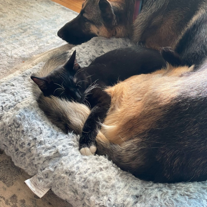 Super Cat Dad At Your Service photo 3