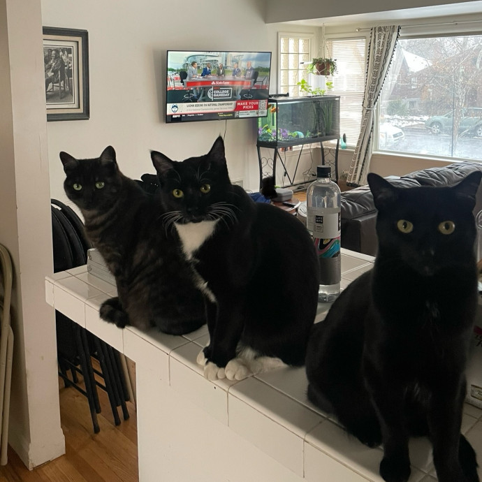 Super Cat Dad At Your Service photo 2