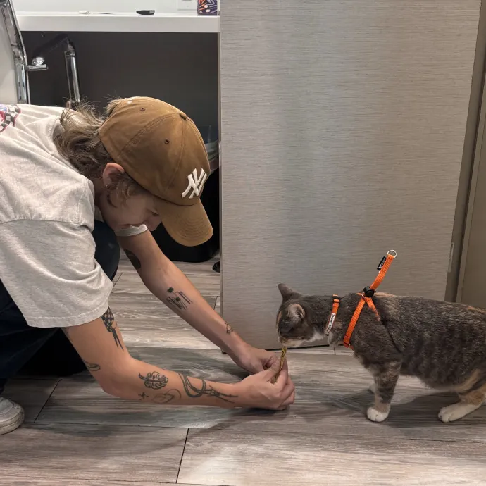 Befriending Cats In La