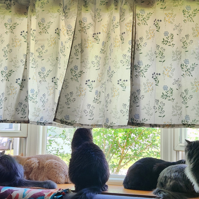 Reliable And Kind From Ferals To Friends photo 3