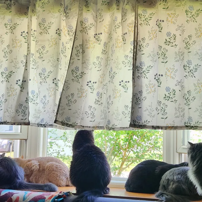 Reliable And Kind From Ferals To Friends photo 3