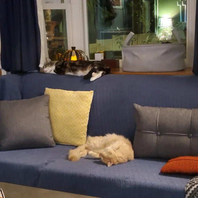 Reliable And Kind From Ferals To Friends photo 2