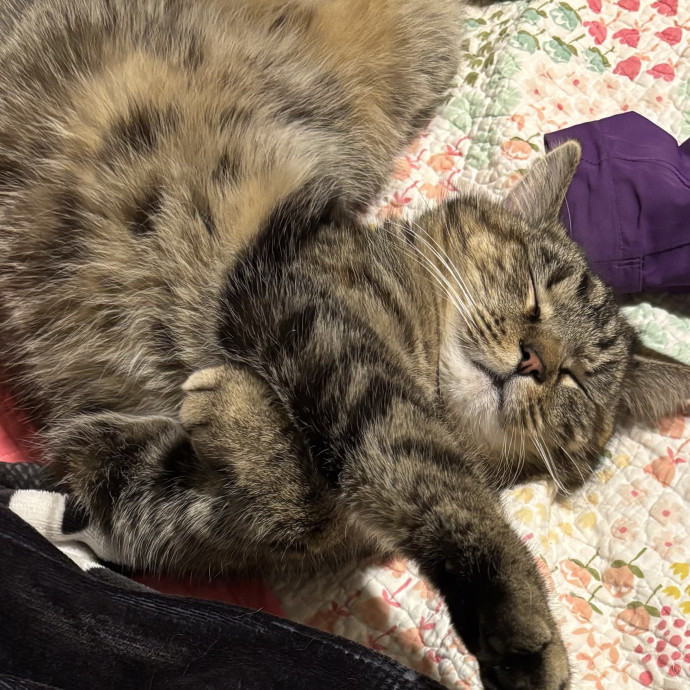 Pawz Don't Look Any Further
