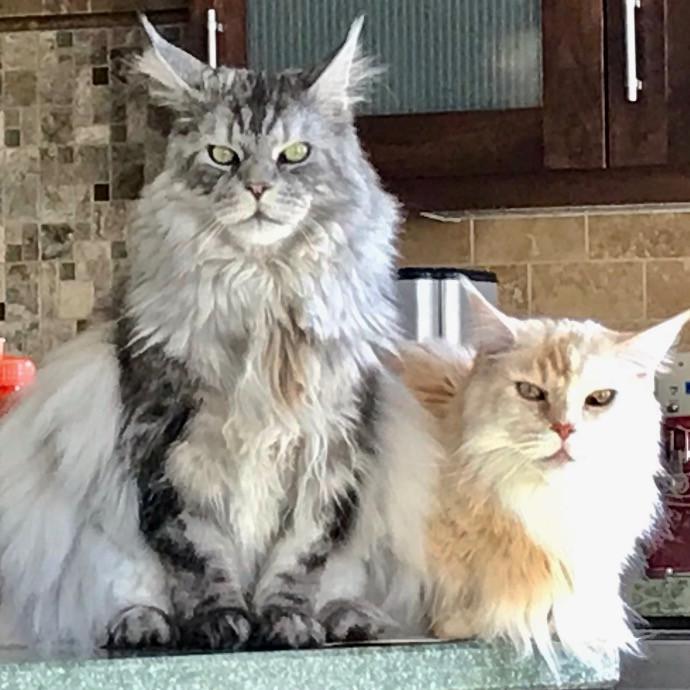Nancy's Purr-Fect Pet Care