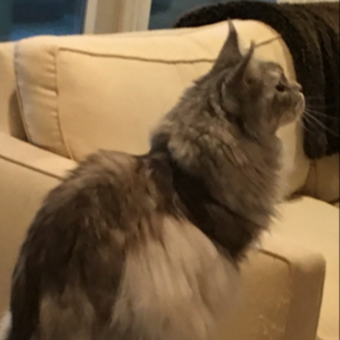 Nancy's Purr-Fect Pet Care