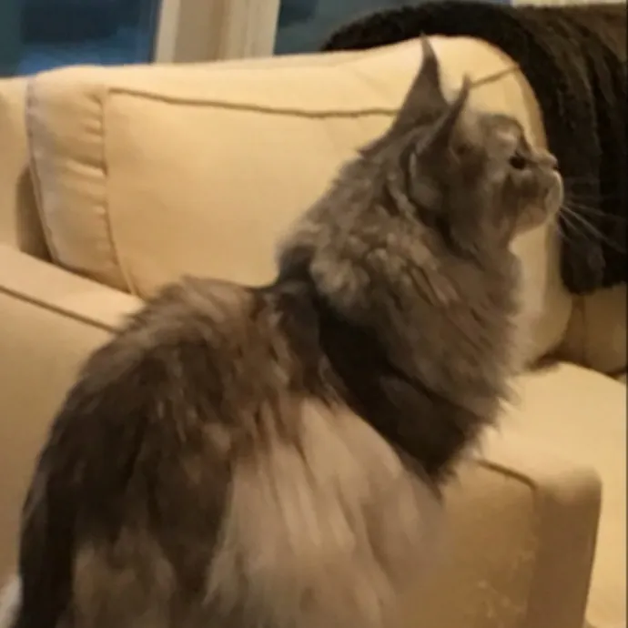 Nancy's Purr-Fect Pet Care