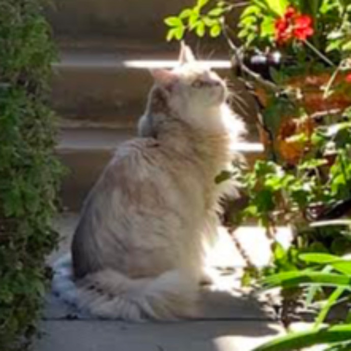 Nancy's Purr-Fect Pet Care