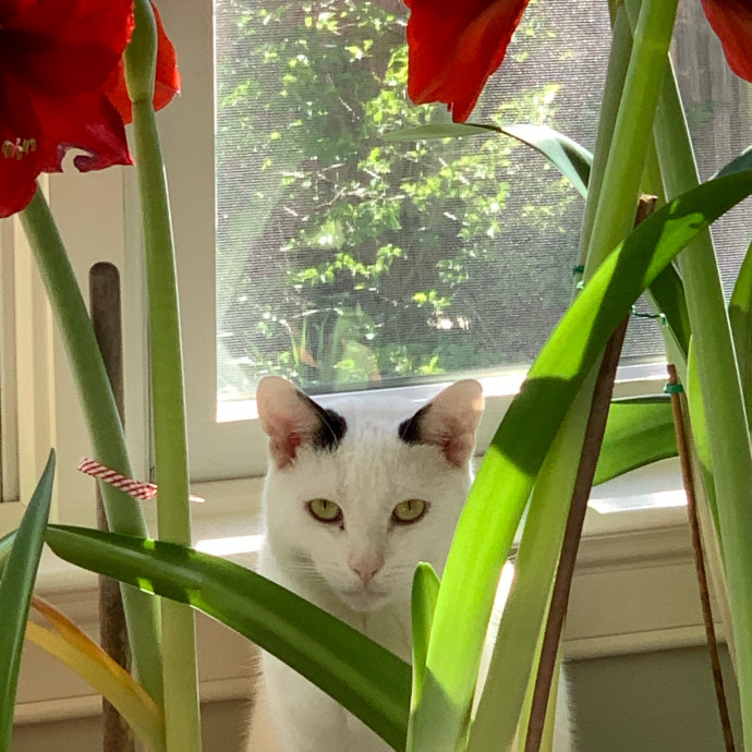 Nancy's Purr-Fect Pet Care
