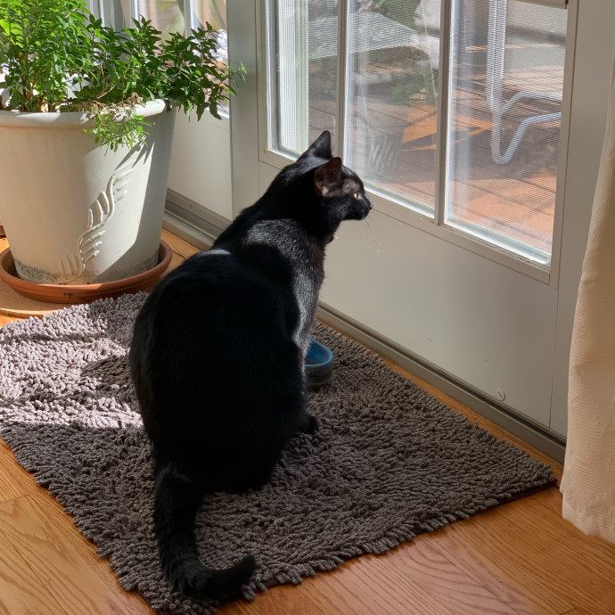 Nancy's Purr-Fect Pet Care