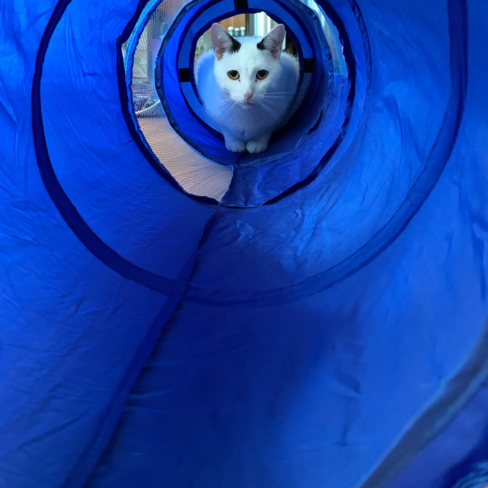 Nancy's Purr-Fect Pet Care