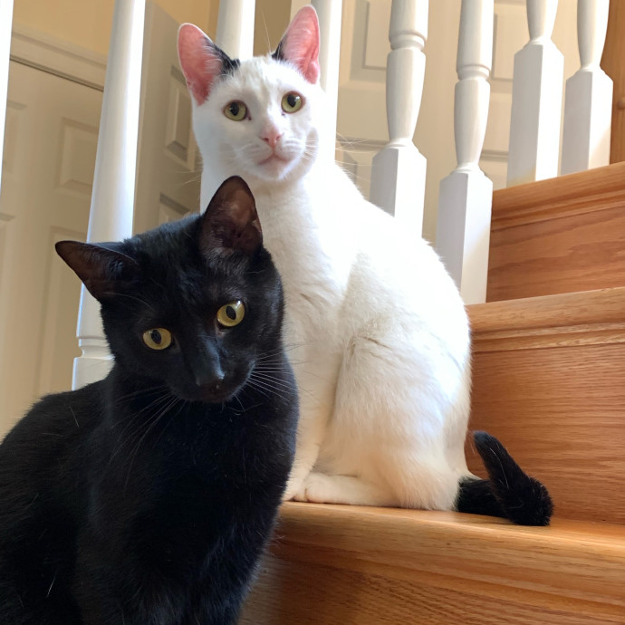 Nancy's Purr-Fect Pet Care