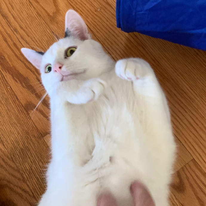 Nancy's Purr-Fect Pet Care photo 3