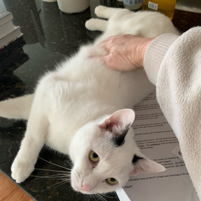 Nancy's Purr-Fect Pet Care photo 2