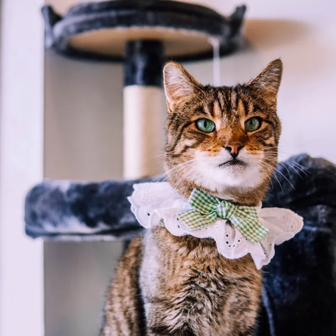 Katie's Wrigleyville Cat Care