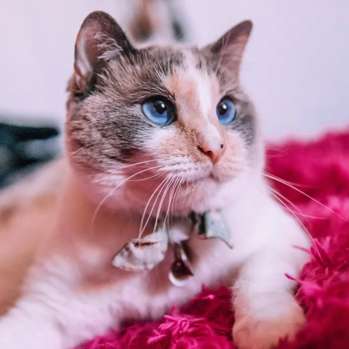 Katie's Wrigleyville Cat Care