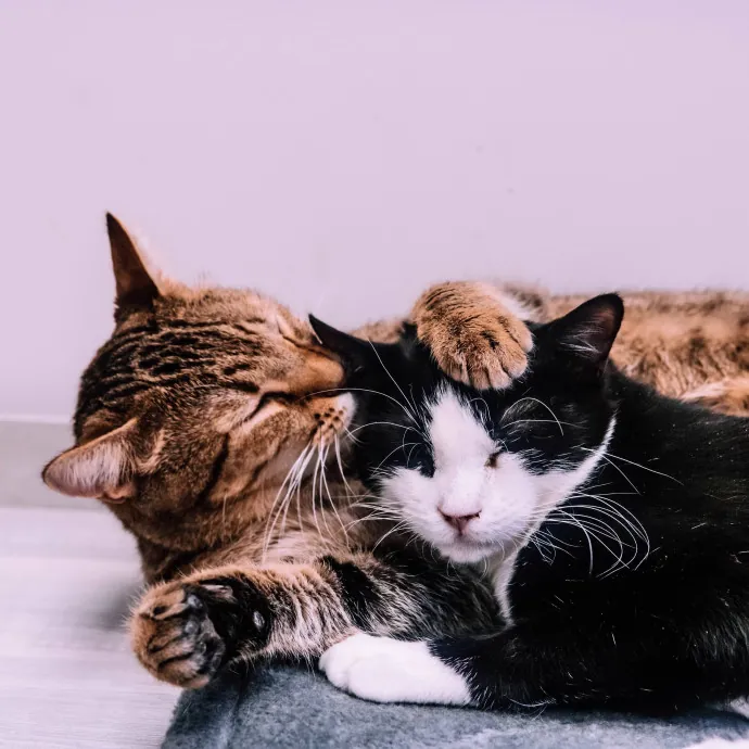 Katie's Wrigleyville Cat Care