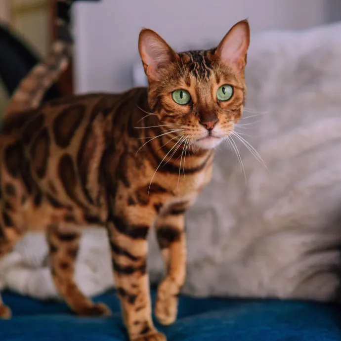 Katie's Wrigleyville Cat Care