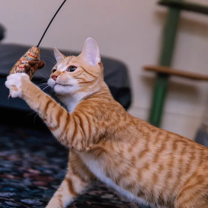 Katie's Wrigleyville Cat Care