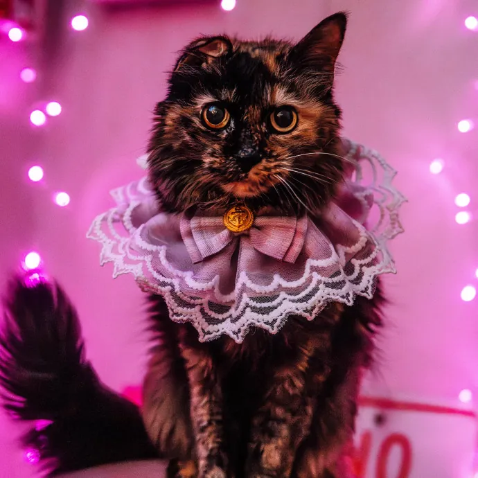 Katie's Wrigleyville Cat Care photo 4