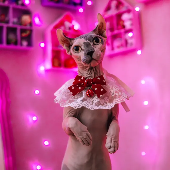 Katie's Wrigleyville Cat Care photo 3