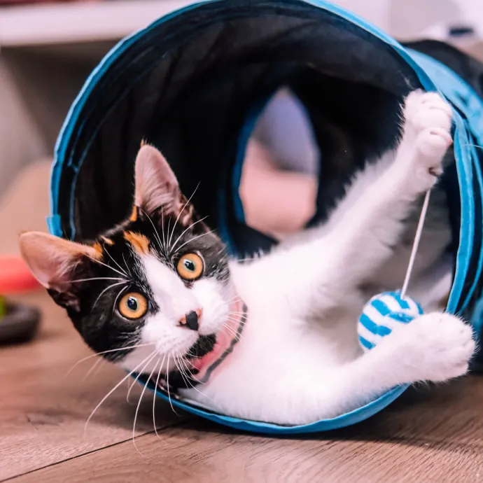 Katie's Wrigleyville Cat Care photo 2