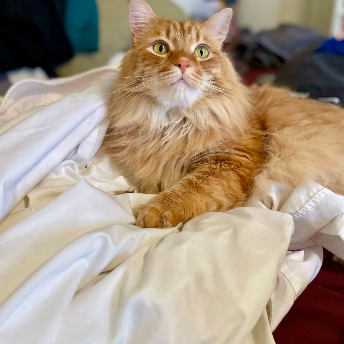 Kate And Tim's Cat Care