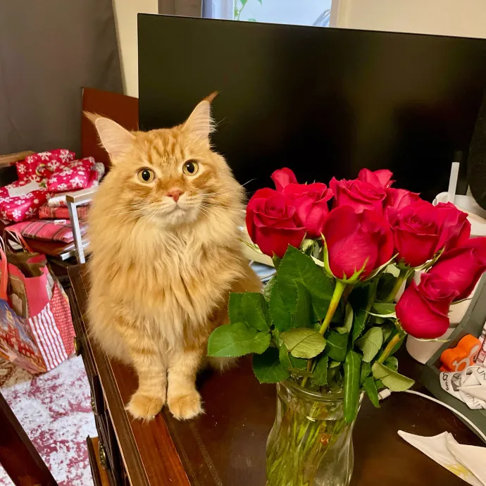 Kate And Tim's Cat Care