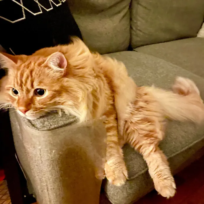 Kate And Tim's Cat Care